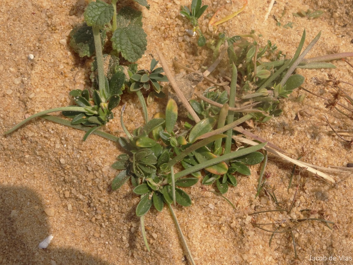 Rothia indica (L.) Druce